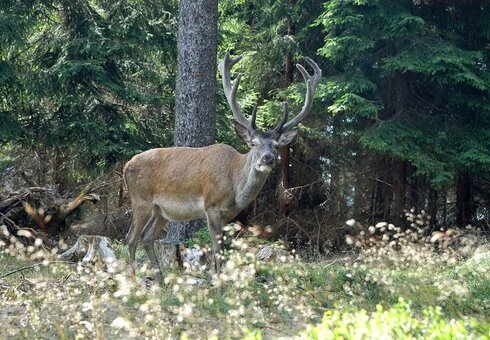 Hirsch direkt an der Hohen Warte