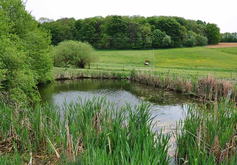 Badeteich in herrlicher Landschaft