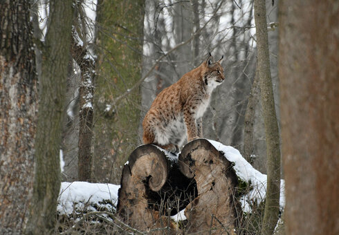 Wildkatzendorf Hütscheroda